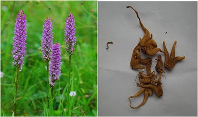 Gymnadenia conopsea (L.) R. Br.: A Systemic Review of the Ethnobotany, Phytochemistry, and Pharmacology of an Important Asian Folk Medicine